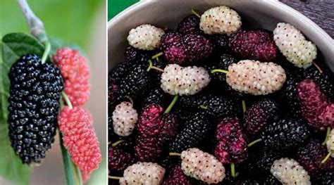 Types Of Berries List Of Berries With Their Picture And Name