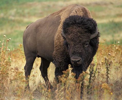 North American Mammals Picture Quiz including Bobcat, Bison, Bear