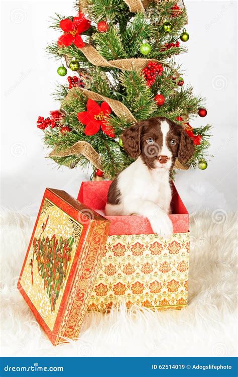 English Springer Spaniel Puppy In T Box By Christmas Tree Stock