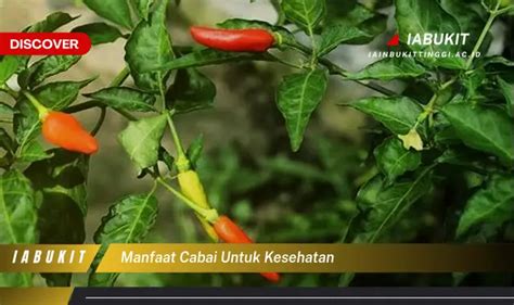 Ketahui Manfaat Cabai Untuk Kesehatan Yang Jarang Diketahui Discover