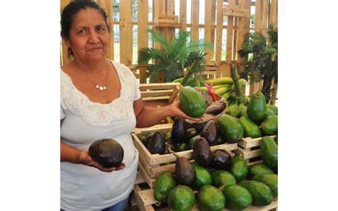 Reportan Excelente Cosecha De Aguacate En Plantaciones Durante Enero