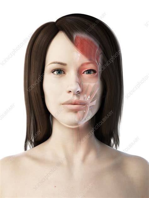 Female Facial Anatomy Illustration Stock Image F027 1323 Science