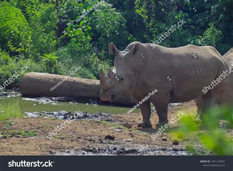 Badak Jawa Images Stock Photos Vectors Shutterstock