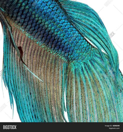 Close- On Fish Skin - Image & Photo (Free Trial) | Bigstock