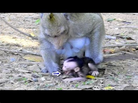 Breaking Heart A Newborn Baby Monkey Got Shocked By Mom Dragging