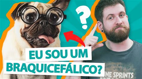 TUDO SOBRE CÃES DE FOCINHO ACHATADO Braquicefálicos YouTube