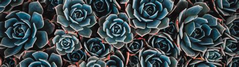 Teal Flowers Wallpaper K Echeveria Flowering Plant K