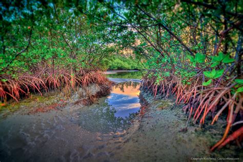 Mangrove Trees at Dubois Park in Jupiter Inlet Florida