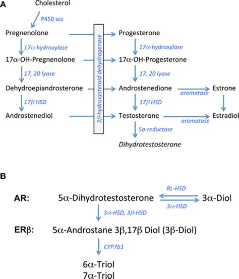 Frontiers A Role For The Androgen Metabolite 5alpha Androstane 3beta