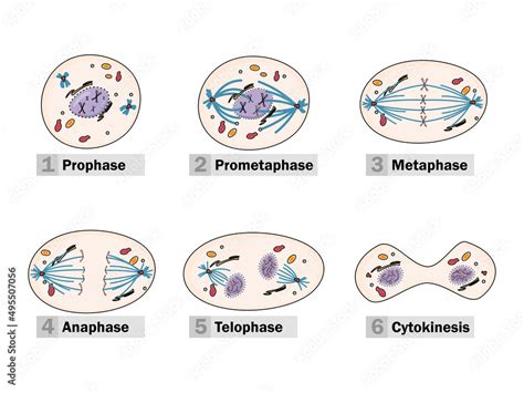 Stages Of Prophase