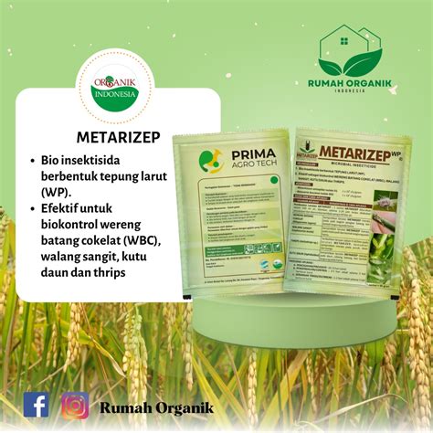 Jual Metarizep Bio Insektisida Wereng Walang Sangit Kutu Daun