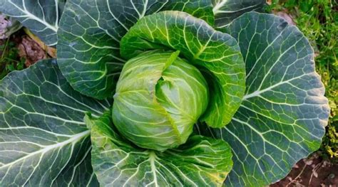 Cabbage Plant Growth Stages Top Guide In Revive Garden