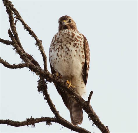 Juvenile Red Shouldered Hawk