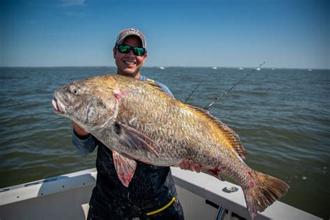 Striper Sniper® On Twitter Black Drum Fishing In Delaware Bay