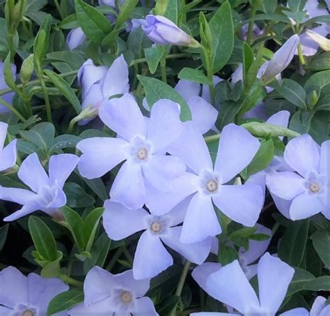 Vinca Minor Valentin Pbr Breederplants