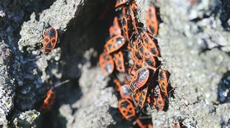 Insekti Beskrilni I Krilni Vrste Eko Tim