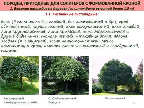 Декоративная дендрология - презентация онлайн