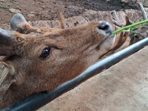 Timor Deer & X28;Rusa Timorensis& X29; Walking in a Cage at the Bandung ...