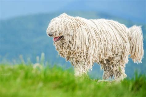 Alle Sch Ferhund Rassen Und Arten Im Berblick Mit Bildern