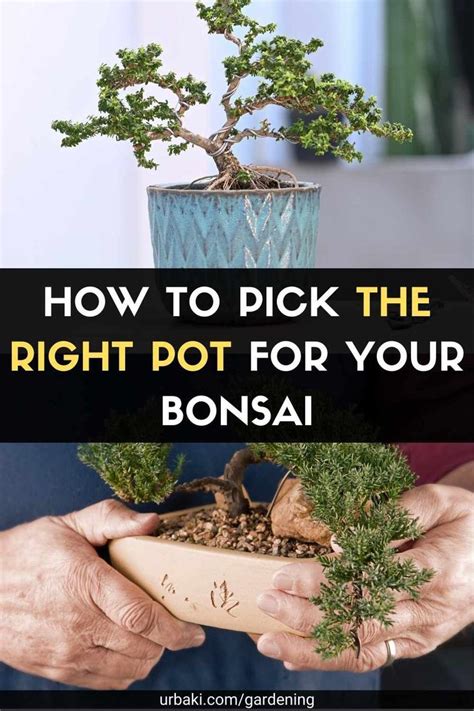 How To Pick The Right Pot For Your Bonsai Bonsai Tree Care Bonsai