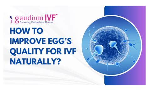 How to Improve Egg’s Quality for IVF Naturally? - Gaudium IVF