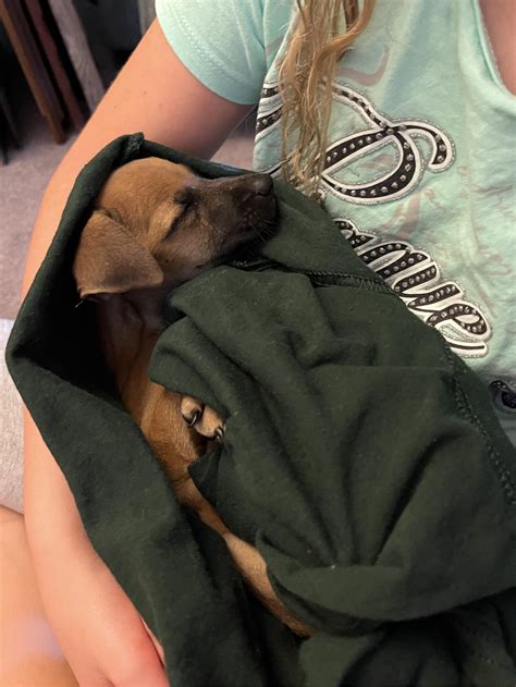 A Pup Snuggle Pupperito Raww