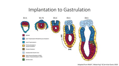 Mouse Gastrulation