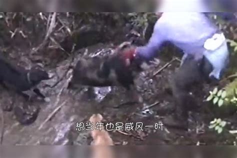 狗狗疯狂撕咬野猪，死活不松口，主人拽都拽不下来野猪死活主人