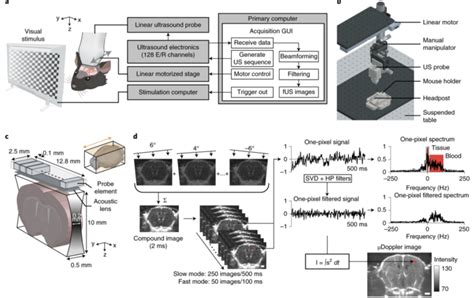 Publications Functional Ultrasound Imaging Fusi