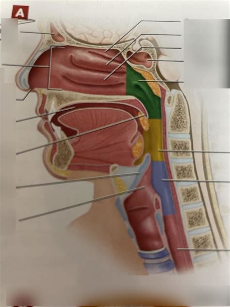 Midsagittal Section Of The Head And Neck Diagram Quizlet