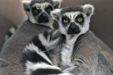 Ring-Tailed Lemurs