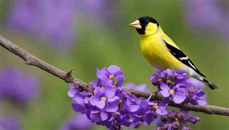 New Jersey State Flower Violet Meaning And Symbolism
