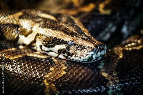 Reticulated Python Malayopython Reticulatus Snake Sometimes Known As