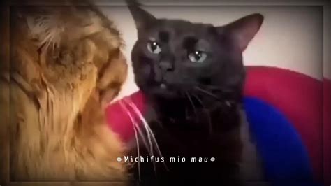 Melodía del gato negro serio de tik tok aquatic ambience scizzie