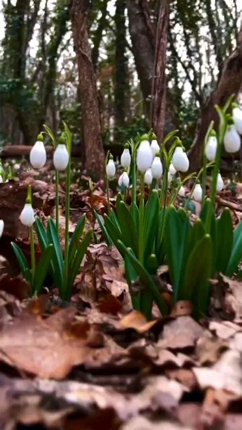 Pin Di Nata Snegurskaya Su Videophone Nel Natura Immagini