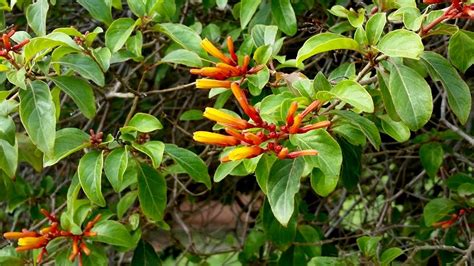 RUBIACEAE Hamelia Patens Jacq Flickr