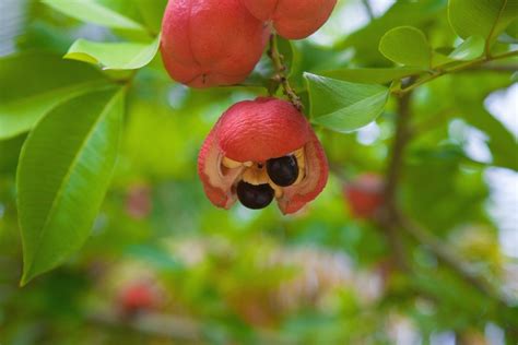 What Is Ackee