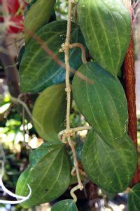 Hoya Latifolia Plant Ultimate Care Guide Garden Biology