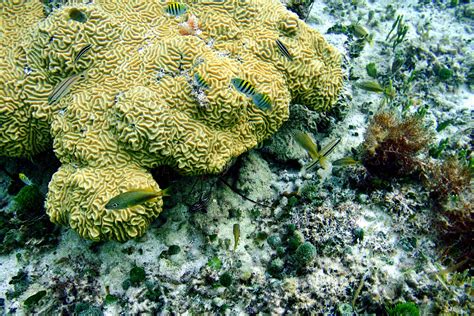 Stony Coral Tissue Loss Disease The Caribbean Environment Programme CEP