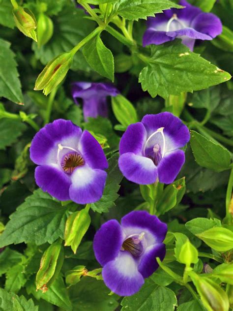 Annual Flowers For Shade Gardens Hgtv