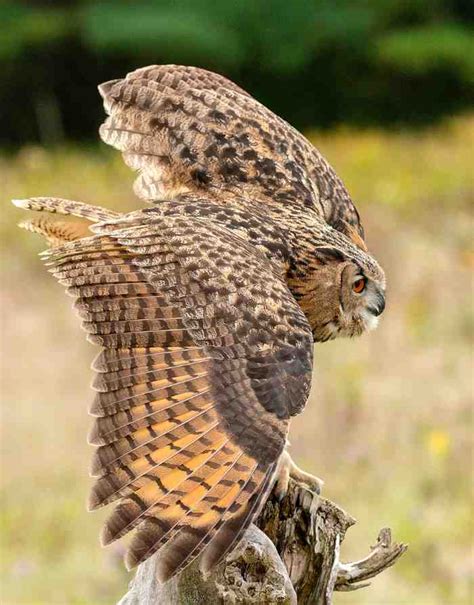 Great Horned Owl Interesting Facts - 15 Cool Facts about Great Hoot ...