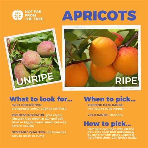 Apricots Not Far From The Tree