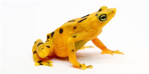 Panamanian golden frog | Smithsonian's National Zoo and Conservation ...