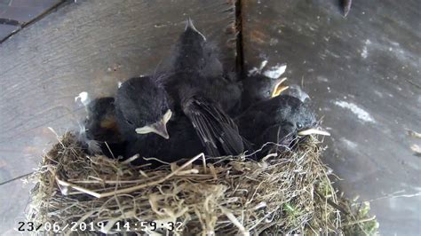 Codirosso Spazzacamino Phoenicurus Ochruros Black Redstart