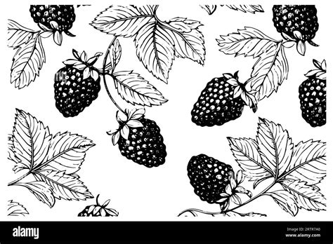 Blackberry Or Raspberry Seamless Pattern Vector Hand Drawing Isolated