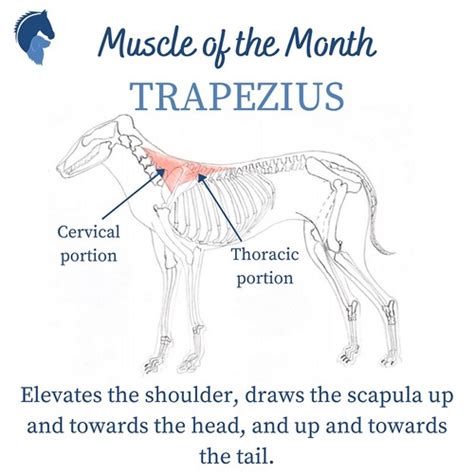 Canine Forelimb Extrinsic Muscles Flashcards Quizlet