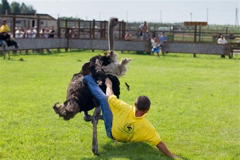 How To Ride An Ostrich — Farm And Animals