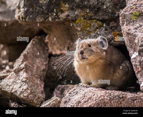 American Pika Rocky Mountains Colorado Hi Res Stock Photography And