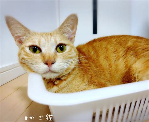 かご猫 御予約無し当日お受付のみのお店です 猫グッズand手相爽楽401工房and猫好きルームもふもふ