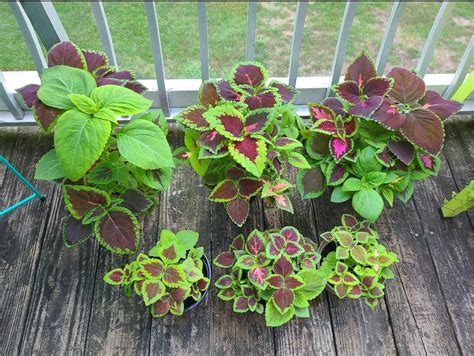 A Got A Lot Of Variety From A Mixed Coleus Seed Packet Rgardening